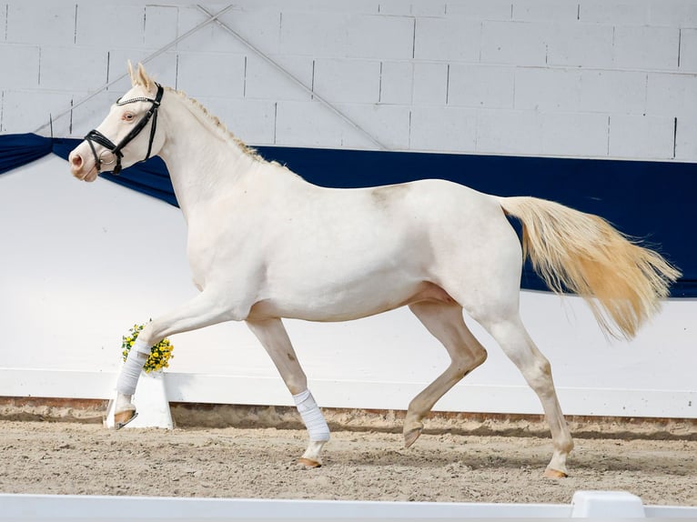 German Riding Pony Mare 4 years 14.1 hh Perlino in Marsberg