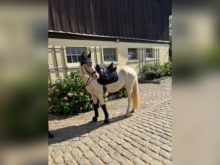 German Riding Pony Mare 4 years 14.1 hh Perlino in Weilheim in Oberbayern