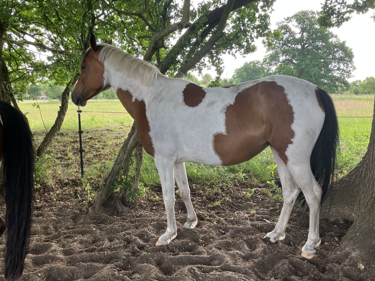 German Riding Pony Mare 4 years 14.1 hh Pinto in Altmärkische Höhe