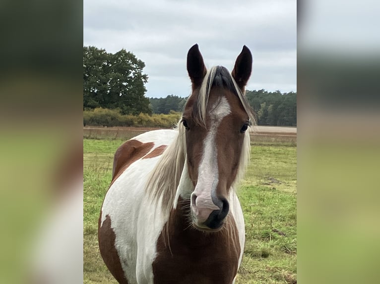 German Riding Pony Mare 4 years 14.1 hh Pinto in Altmärkische Höhe