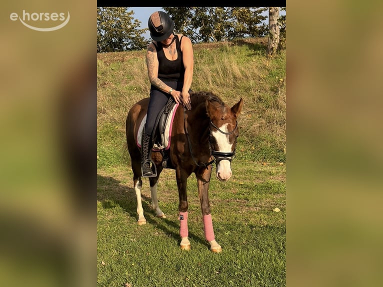 German Riding Pony Mare 4 years 14.1 hh Red Dun in Kaldenkirchen
