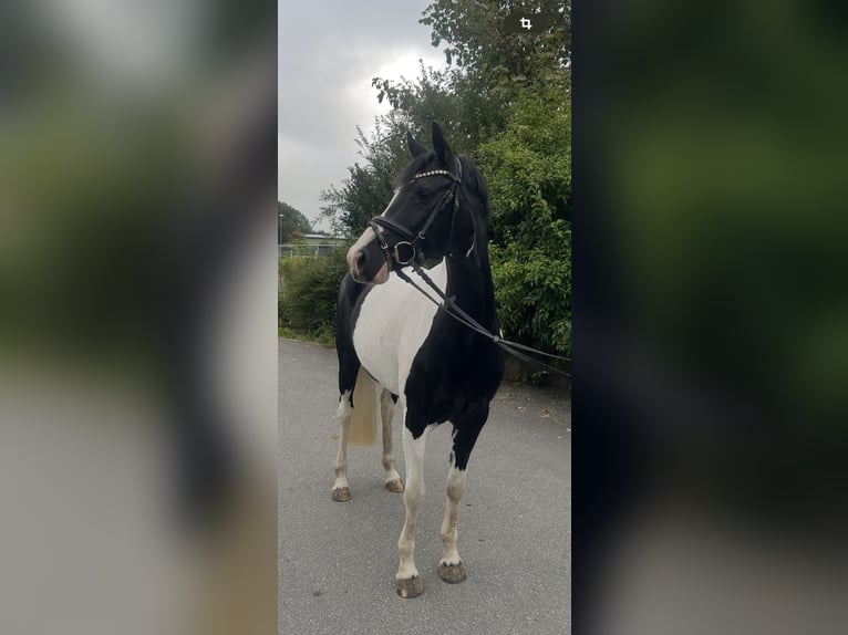 German Riding Pony Mare 4 years 14,1 hh in Högel