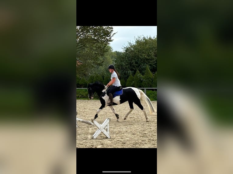 German Riding Pony Mare 4 years 14,1 hh in Högel