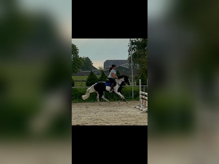 German Riding Pony Mare 4 years 14,1 hh in Högel