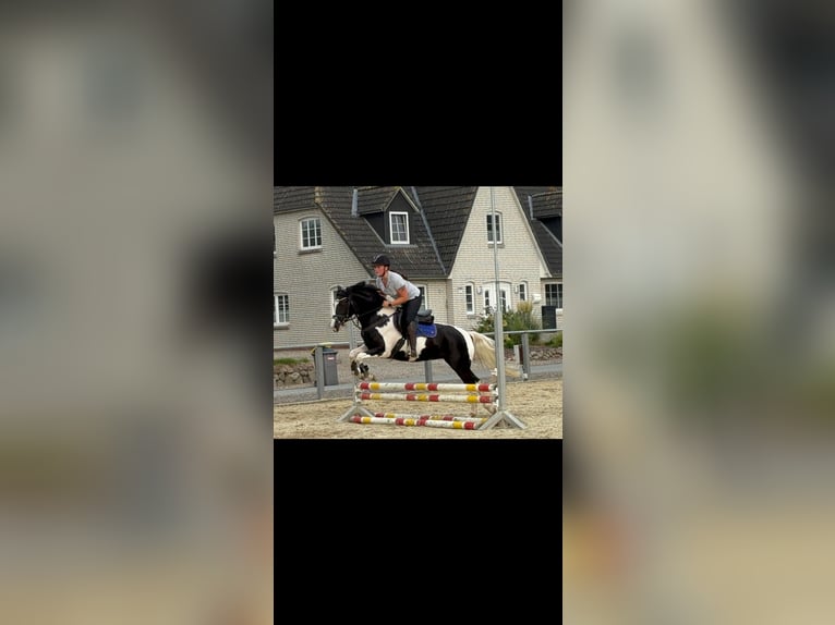 German Riding Pony Mare 4 years 14,1 hh in Högel