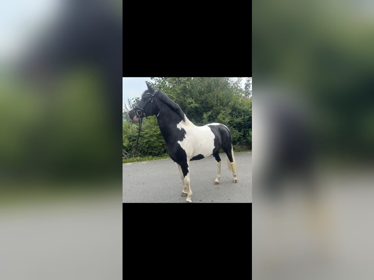 German Riding Pony Mare 4 years 14,1 hh in Högel