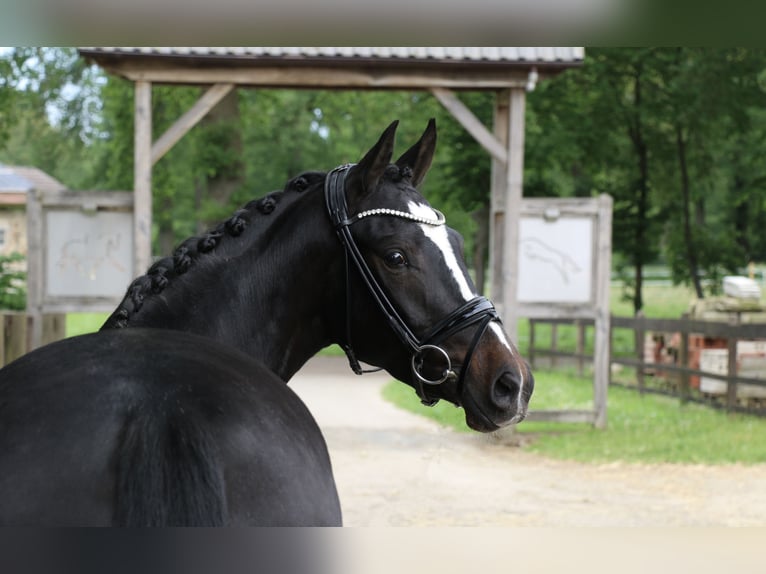 German Riding Pony Mare 4 years 14,2 hh Bay-Dark in Recke, bei Osnabrück