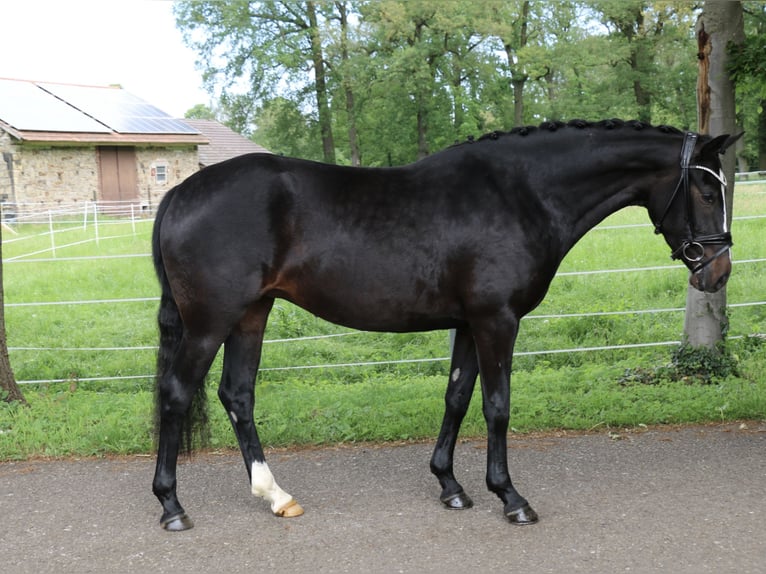 German Riding Pony Mare 4 years 14,2 hh Bay-Dark in Recke, bei Osnabrück