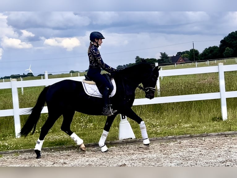 German Riding Pony Mare 4 years 14,2 hh Bay-Dark in Recke, bei Osnabrück