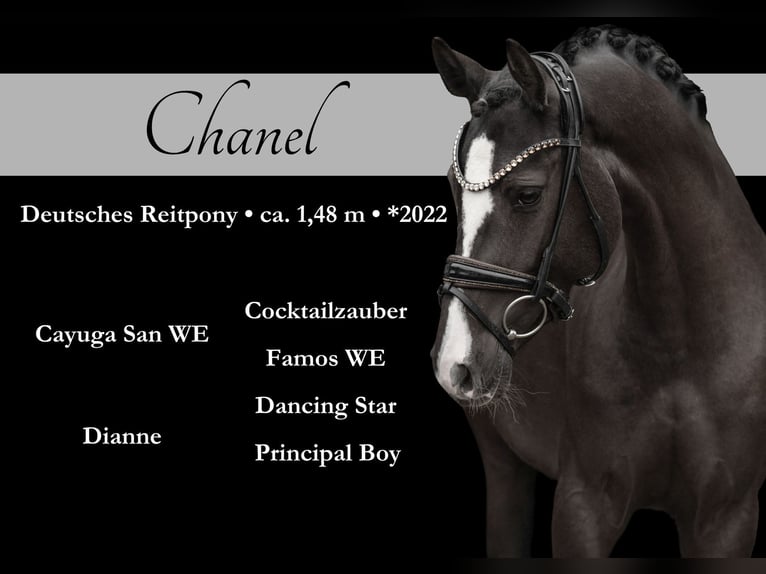 German Riding Pony Mare 4 years 14,2 hh Black in Wehringen