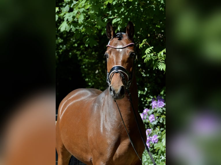 German Riding Pony Mare 4 years 14.2 hh Brown in Lürschau
