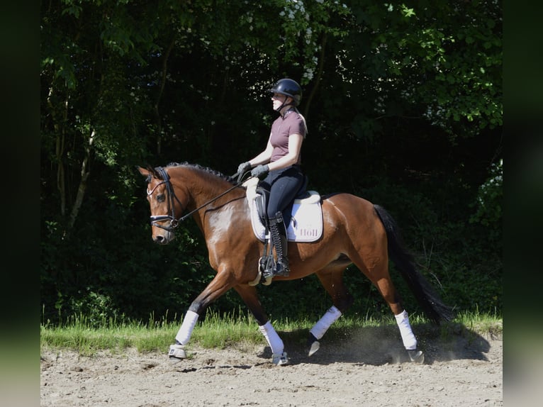 German Riding Pony Mare 4 years 14.2 hh Brown in Lürschau