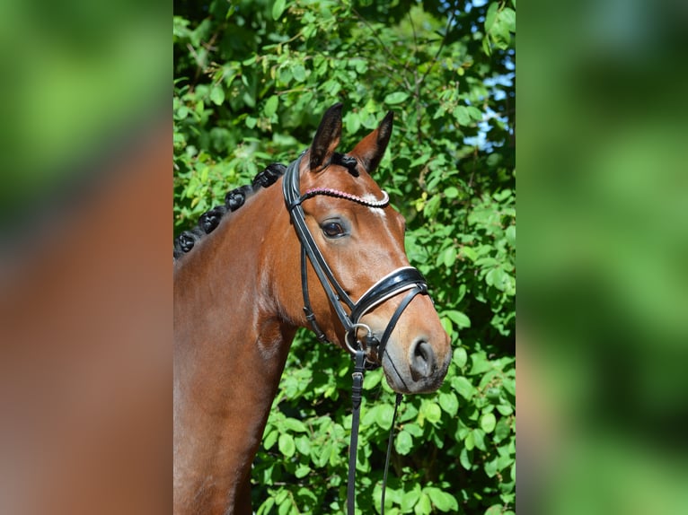 German Riding Pony Mare 4 years 14.2 hh Brown in Lürschau