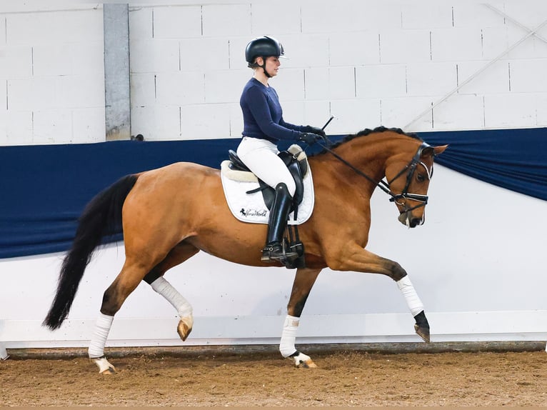 German Riding Pony Mare 4 years 14,2 hh Brown in Marsberg