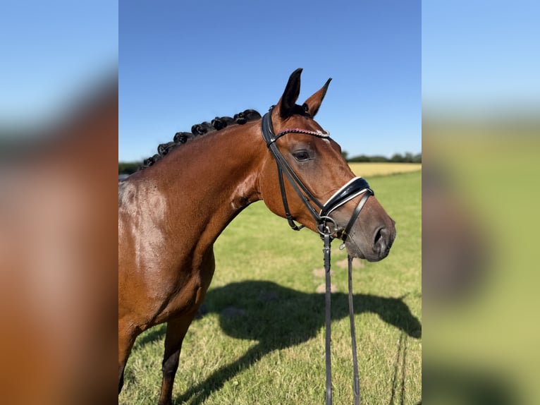German Riding Pony Mare 4 years 14.2 hh Brown in Schuby