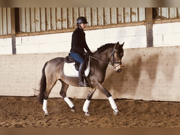 German Riding Pony Mare 4 years 14,2 hh Buckskin in 61137