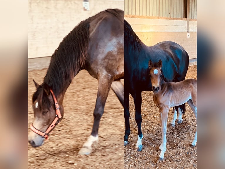 German Riding Pony Mare 4 years 14,2 hh Buckskin in 61137