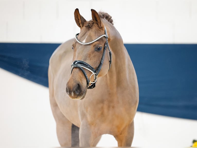 German Riding Pony Mare 4 years 14,2 hh Chestnut in Marsberg