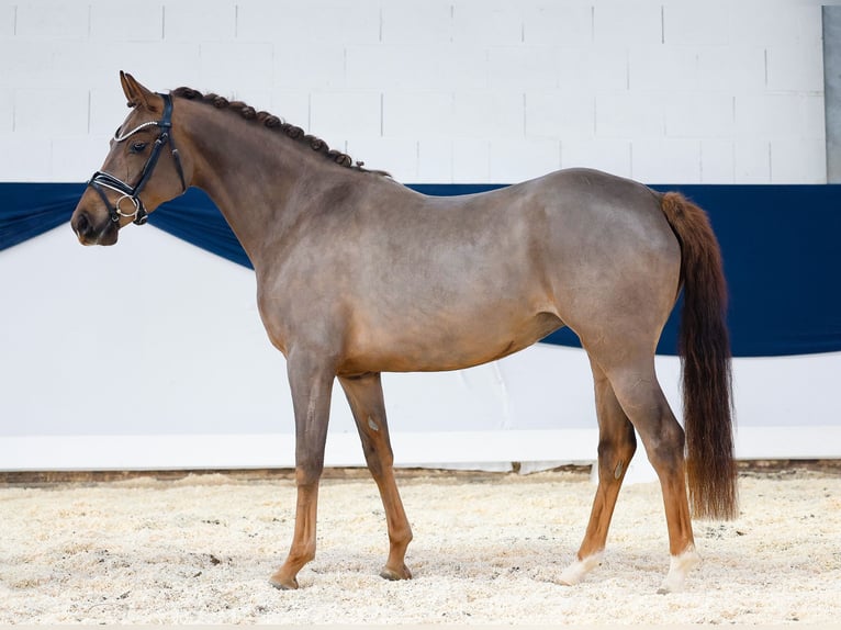 German Riding Pony Mare 4 years 14,2 hh Chestnut in Marsberg