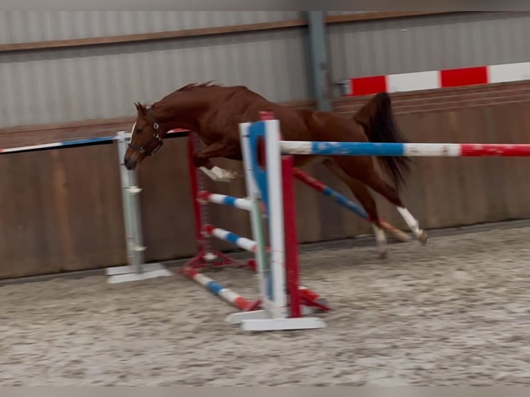 German Riding Pony Mare 4 years 14,2 hh Chestnut-Red in Zieuwent