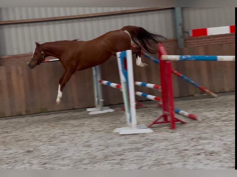 German Riding Pony Mare 4 years 14,2 hh Chestnut-Red in Zieuwent