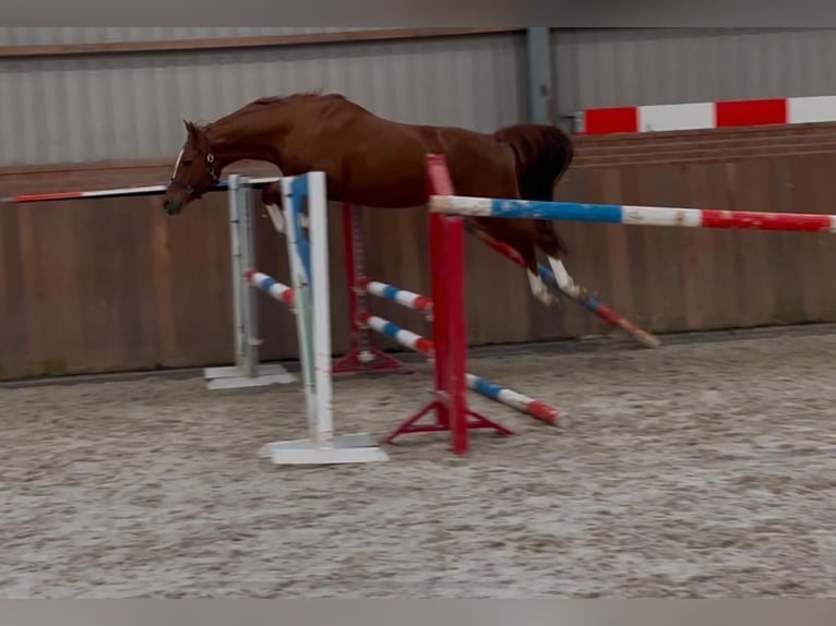 German Riding Pony Mare 4 years 14,2 hh Chestnut-Red in Zieuwent