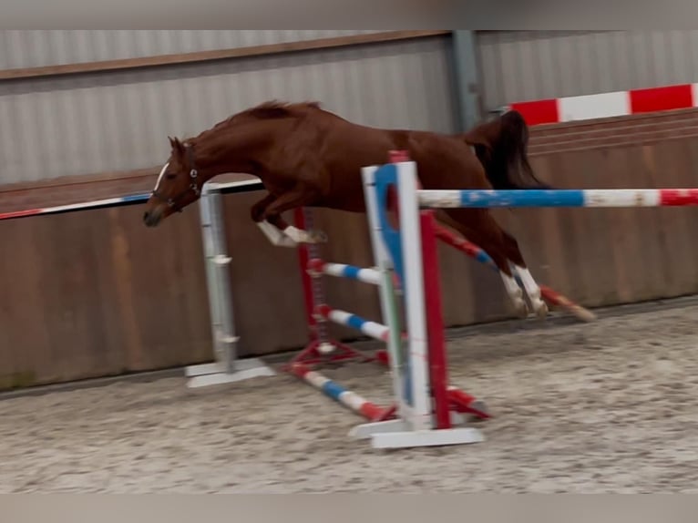 German Riding Pony Mare 4 years 14,2 hh Chestnut-Red in Zieuwent