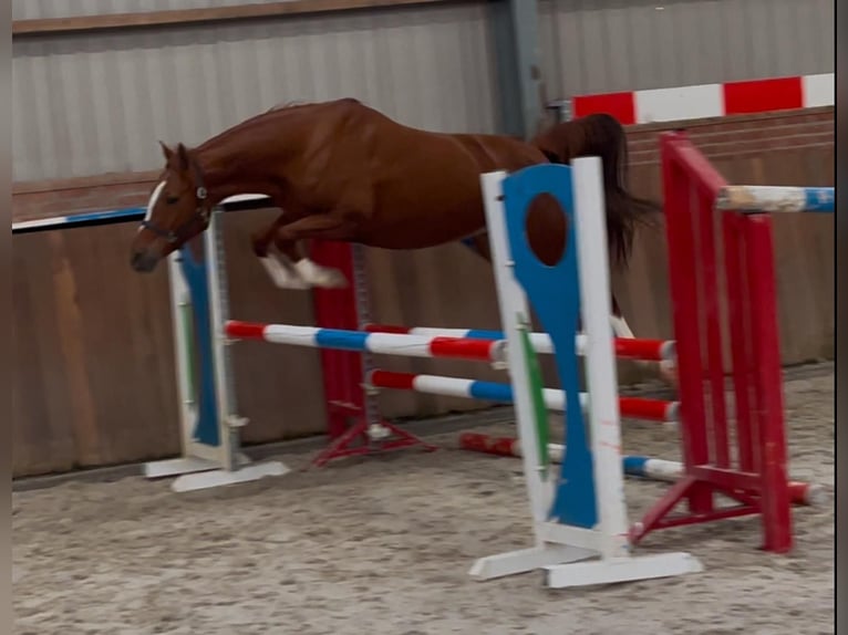 German Riding Pony Mare 4 years 14,2 hh Chestnut-Red in Zieuwent