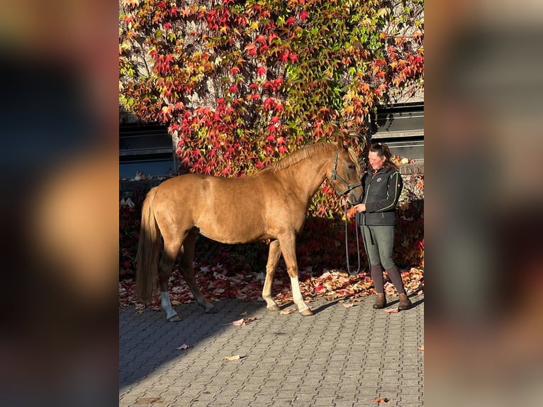 German Riding Pony Mare 4 years 14,2 hh Chestnut-Red in Tecklenburg