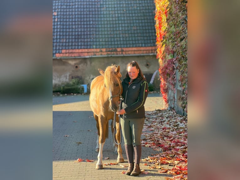 German Riding Pony Mare 4 years 14,2 hh Chestnut-Red in Tecklenburg