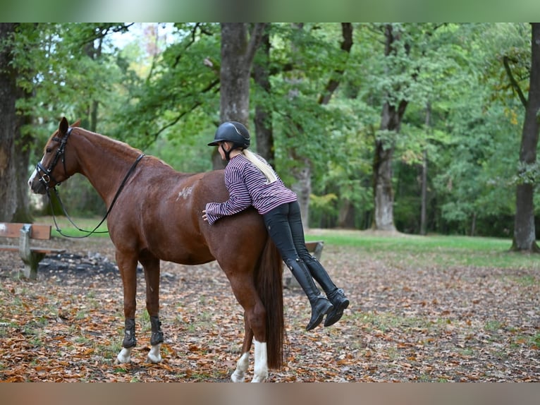 German Riding Pony Mare 4 years 14.2 hh Chestnut-Red in Schopfheim