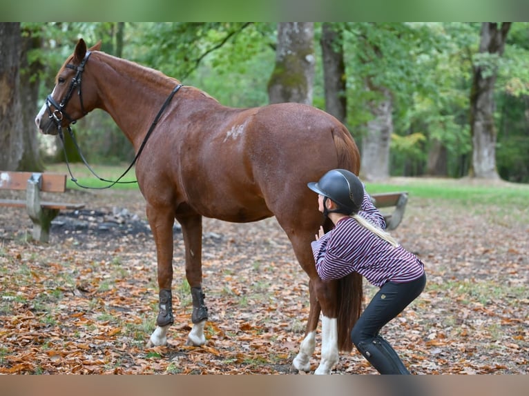 German Riding Pony Mare 4 years 14.2 hh Chestnut-Red in Schopfheim