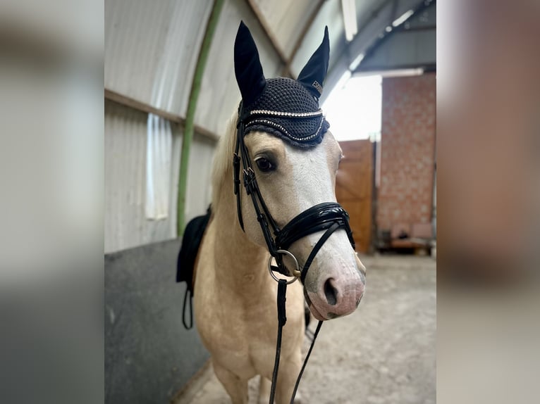 German Riding Pony Mare 4 years 14.2 hh Palomino in Südliches Anhalt