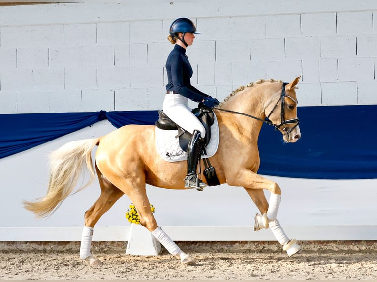 German Riding Pony Mare 4 years 14.2 hh Palomino in Marsberg