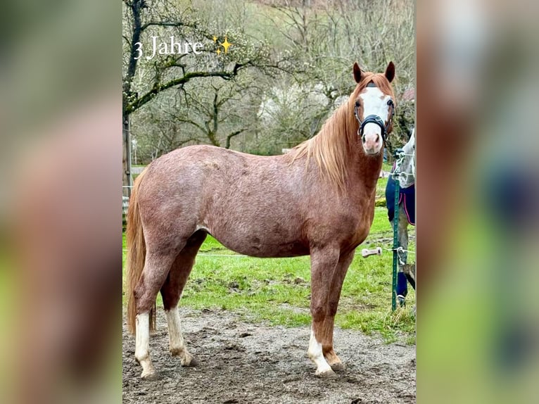 German Riding Pony Mare 4 years 14,2 hh Roan-Red in Filderstadt