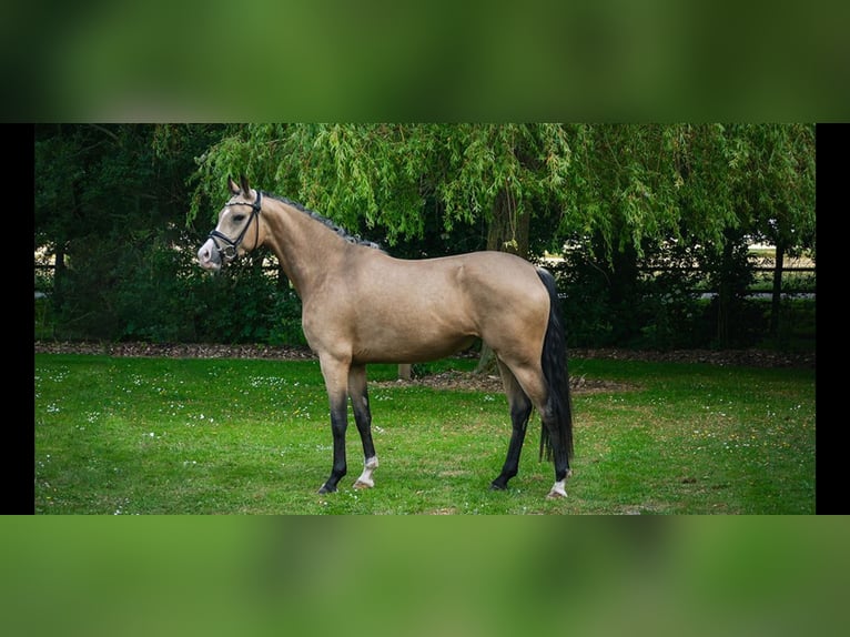 German Riding Pony Mare 4 years 14,3 hh Buckskin in Brunsbek