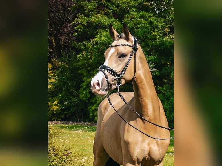 German Riding Pony Mare 4 years 14,3 hh Buckskin in Brunsbek