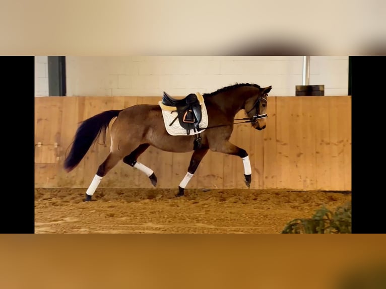 German Riding Pony Mare 4 years 14.3 hh Buckskin in Ludwigslust