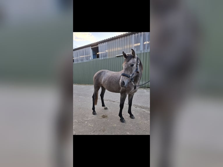 German Riding Pony Mix Mare 4 years 14,3 hh Gray-Red-Tan in Bremen