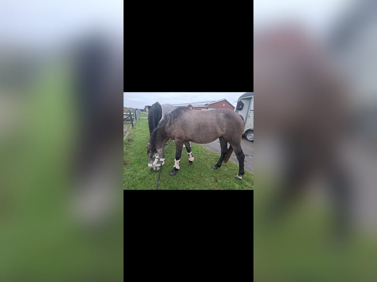 German Riding Pony Mix Mare 4 years 14,3 hh Gray-Red-Tan in Bremen