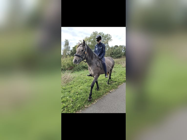 German Riding Pony Mix Mare 4 years 14,3 hh Gray-Red-Tan in Bremen