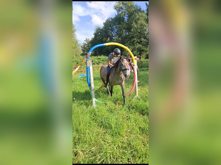 German Riding Pony Mix Mare 4 years 14,3 hh Gray-Red-Tan in Bremen