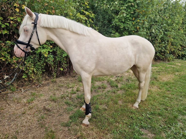 German Riding Pony Mare 4 years 14.3 hh Perlino in Castrop-Rauxel