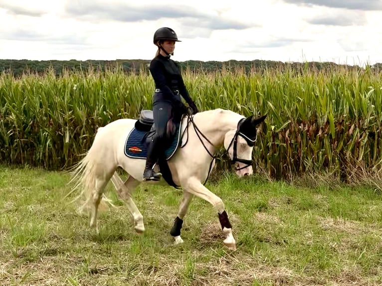 German Riding Pony Mare 4 years 14.3 hh Perlino in Castrop-Rauxel