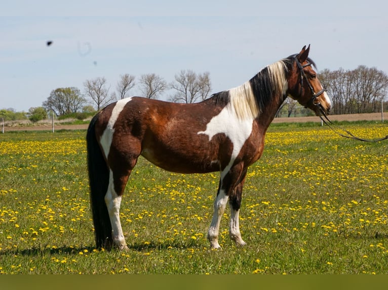 German Riding Pony Mix Mare 4 years 14.3 hh Pinto in Kyritz