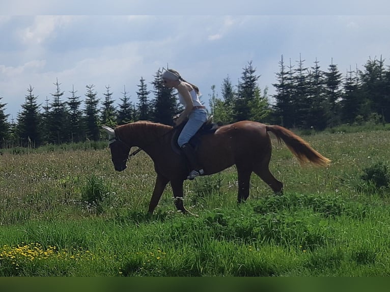 German Riding Pony Mare 4 years 14,3 hh Rabicano in Bonn