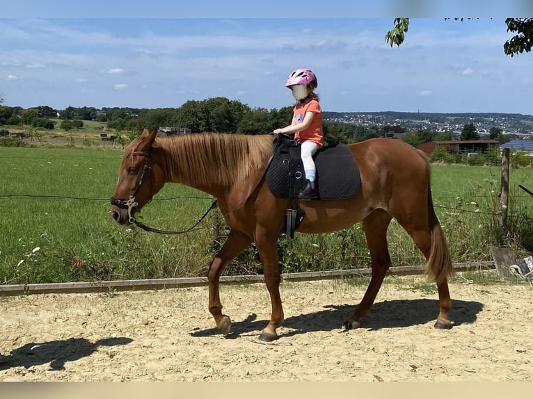 German Riding Pony Mare 4 years 14,3 hh Rabicano in Bonn