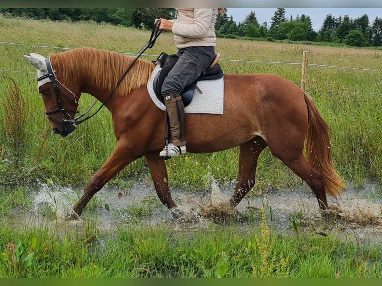 German Riding Pony Mare 4 years 14,3 hh Rabicano in Bonn