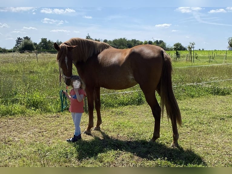 German Riding Pony Mare 4 years 14,3 hh Rabicano in Bonn