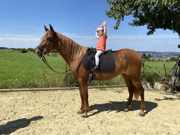 German Riding Pony Mare 4 years 14,3 hh Rabicano in Bonn